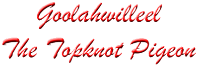Goolahwilleel The Topknot Pigeon.